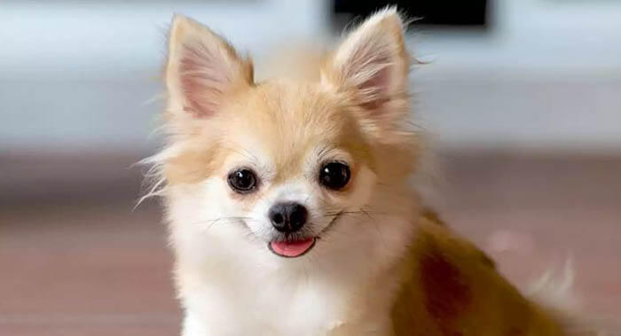 Chihuahua dog breeds